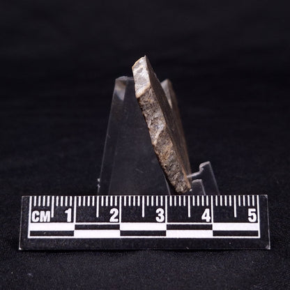 KUSSIELLA CF. KUSSIENSIS, Paleoproterozoic, Canada ZKK017