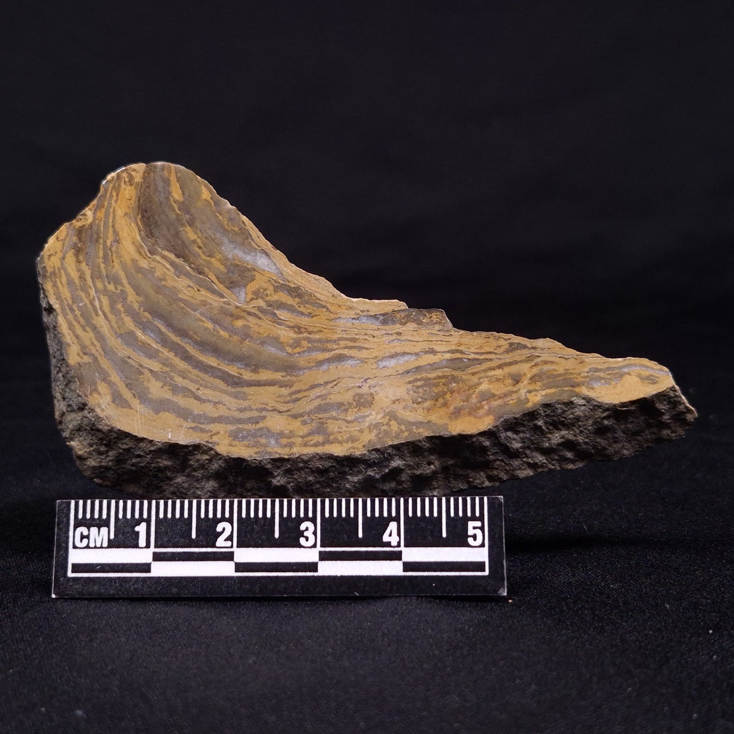 KUSSIELLA CF. KUSSIENSIS, Paleoproterozoic, Canada ZKK018