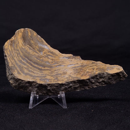 KUSSIELLA CF. KUSSIENSIS, Paleoproterozoic, Canada ZKK018