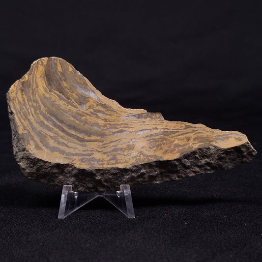 KUSSIELLA CF. KUSSIENSIS, Paleoproterozoic, Canada ZKK018