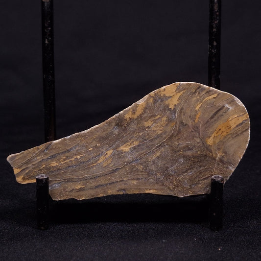 KUSSIELLA CF. KUSSIENSIS, Paleoproterozoic, Canada ZKK019