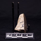 KUSSIELLA CF. KUSSIENSIS, Paleoproterozoic, Canada ZKK019