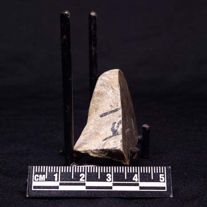 KUSSIELLA CF. KUSSIENSIS, Paleoproterozoic, Canada ZKK019