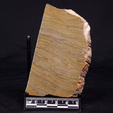 KUSSIELLA CF. KUSSIENSIS, Paleoproterozoic, Canada ZKK020