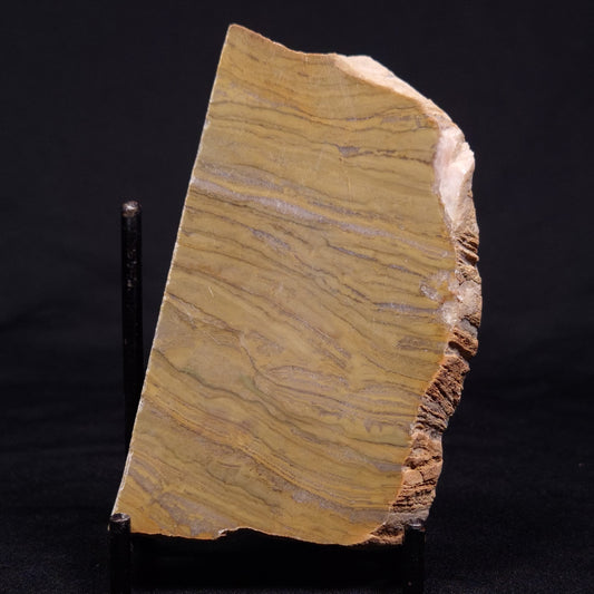 KUSSIELLA CF. KUSSIENSIS, Paleoproterozoic, Canada ZKK020