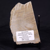 KUSSIELLA CF. KUSSIENSIS, Paleoproterozoic, Canada ZKK020