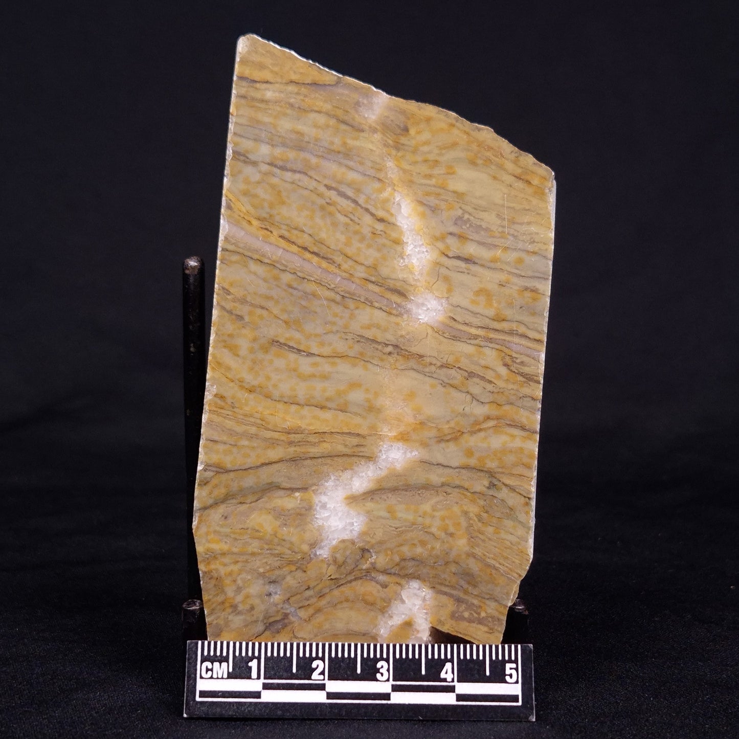 KUSSIELLA CF. KUSSIENSIS, Paleoproterozoic, Canada ZKK021