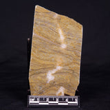 KUSSIELLA CF. KUSSIENSIS, Paleoproterozoic, Canada ZKK021