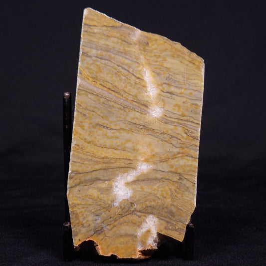 KUSSIELLA CF. KUSSIENSIS, Paleoproterozoic, Canada ZKK021
