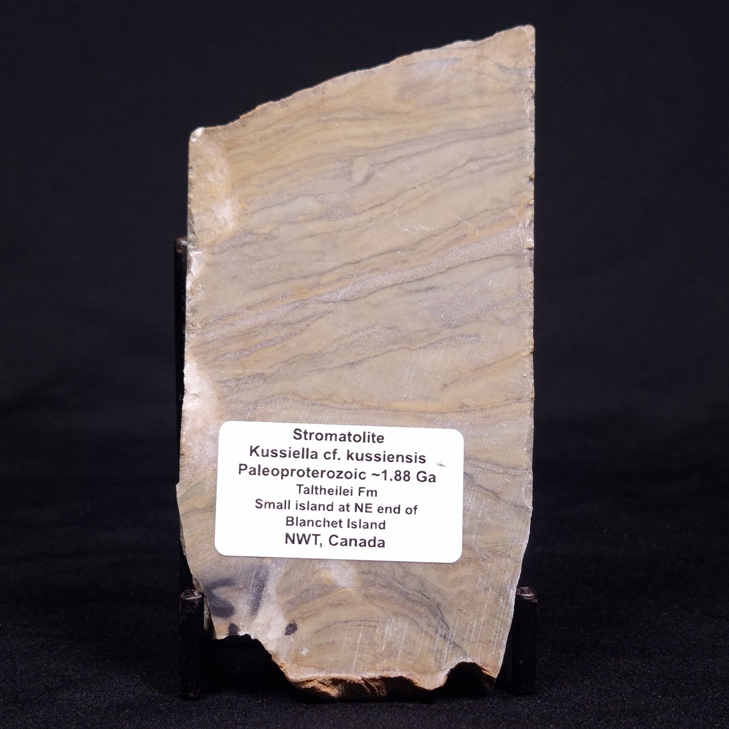 KUSSIELLA CF. KUSSIENSIS, Paleoproterozoic, Canada ZKK021