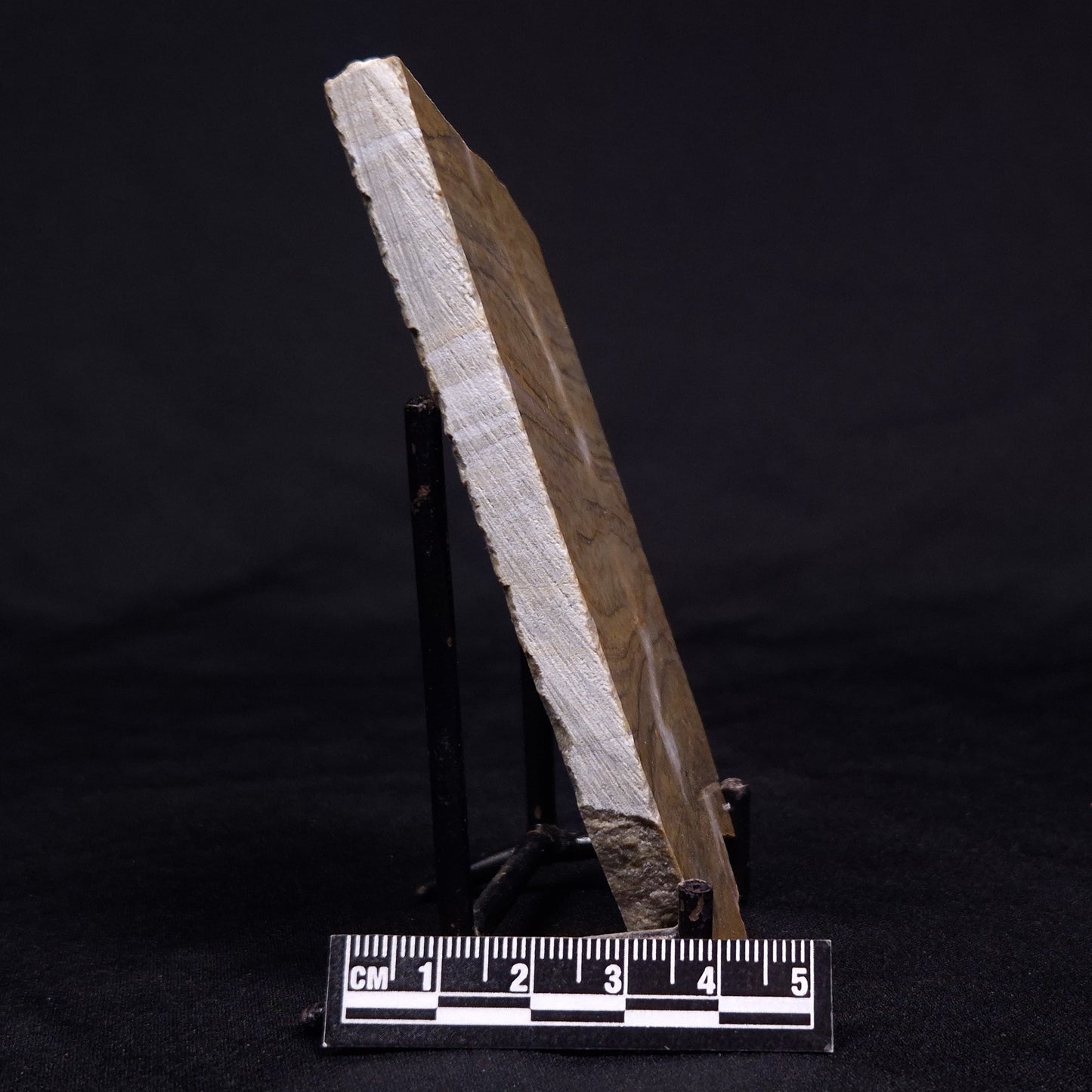 KUSSIELLA CF. KUSSIENSIS, Paleoproterozoic, Canada ZKK021