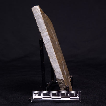 KUSSIELLA CF. KUSSIENSIS, Paleoproterozoic, Canada ZKK021