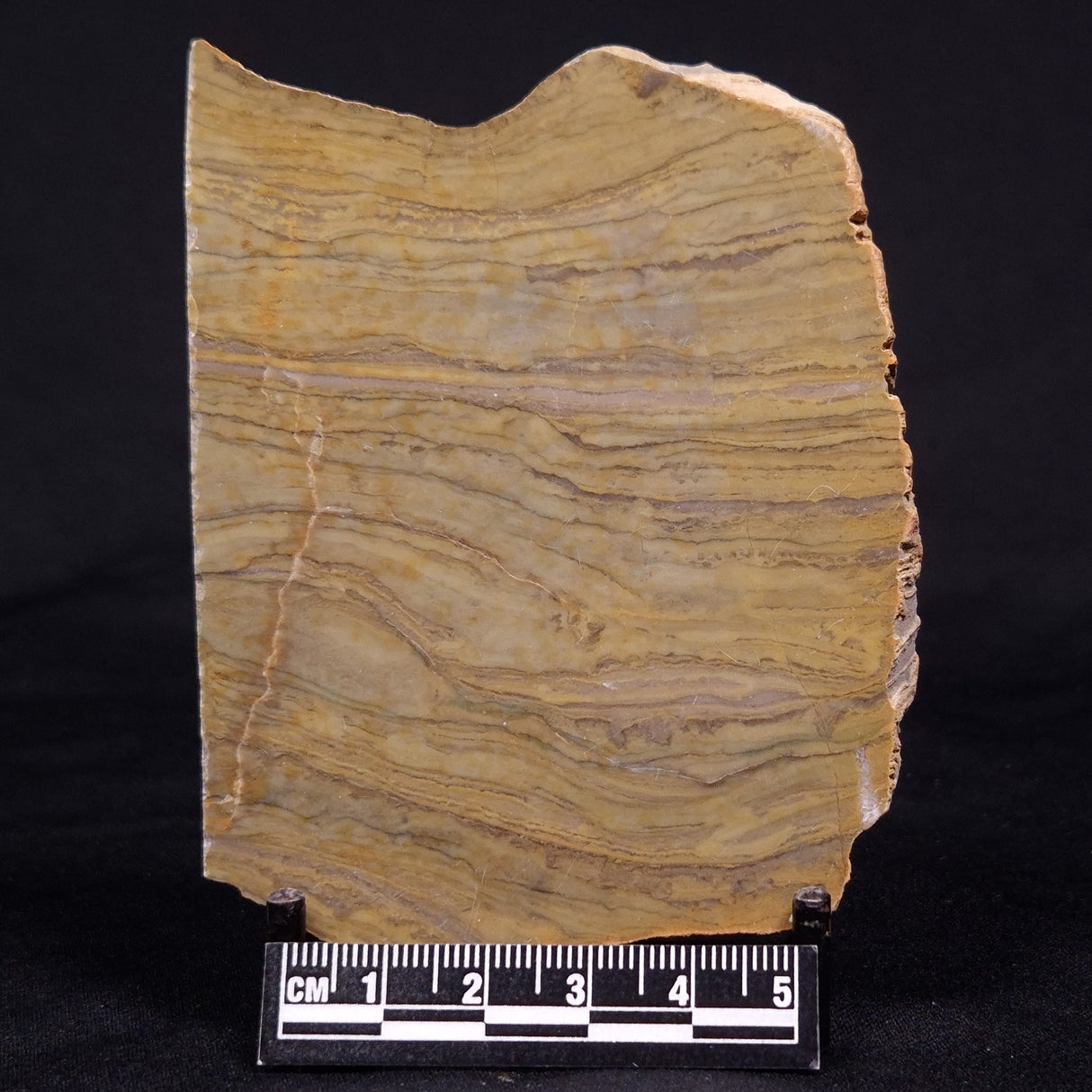 KUSSIELLA CF. KUSSIENSIS, Paleoproterozoic, Canada ZKK023