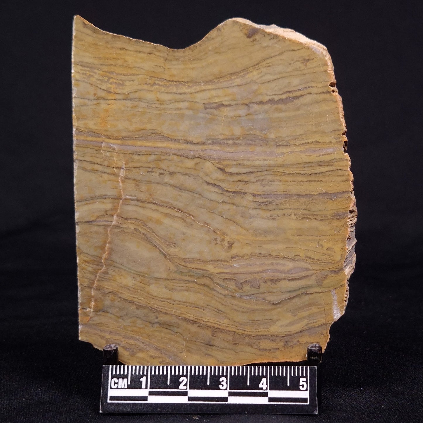 KUSSIELLA CF. KUSSIENSIS, Paleoproterozoic, Canada ZKK023