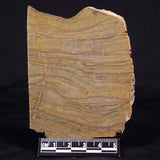 KUSSIELLA CF. KUSSIENSIS, Paleoproterozoic, Canada ZKK023