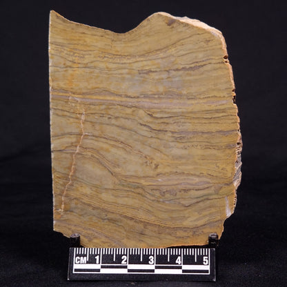KUSSIELLA CF. KUSSIENSIS, Paleoproterozoic, Canada ZKK023