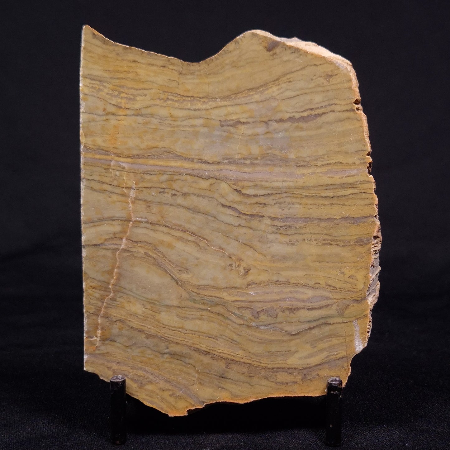 KUSSIELLA CF. KUSSIENSIS, Paleoproterozoic, Canada ZKK023