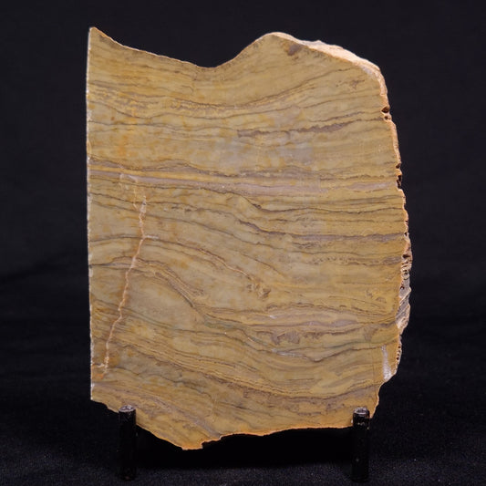 KUSSIELLA CF. KUSSIENSIS, Paleoproterozoic, Canada ZKK023