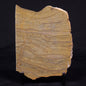 KUSSIELLA CF. KUSSIENSIS, Paleoproterozoic, Canada ZKK023