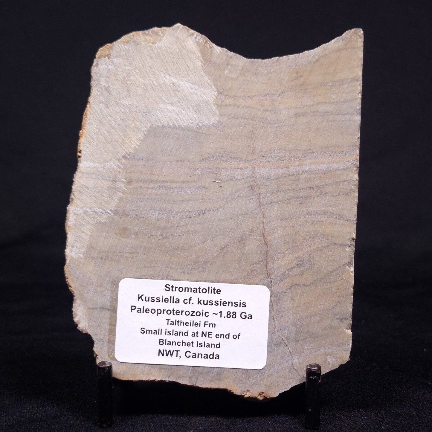 KUSSIELLA CF. KUSSIENSIS, Paleoproterozoic, Canada ZKK023