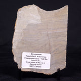 KUSSIELLA CF. KUSSIENSIS, Paleoproterozoic, Canada ZKK023