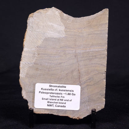 KUSSIELLA CF. KUSSIENSIS, Paleoproterozoic, Canada ZKK023