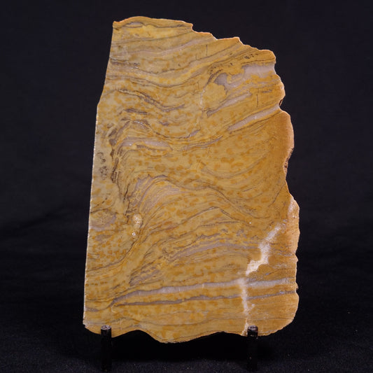 KUSSIELLA CF. KUSSIENSIS, Paleoproterozoic, Canada ZKK024