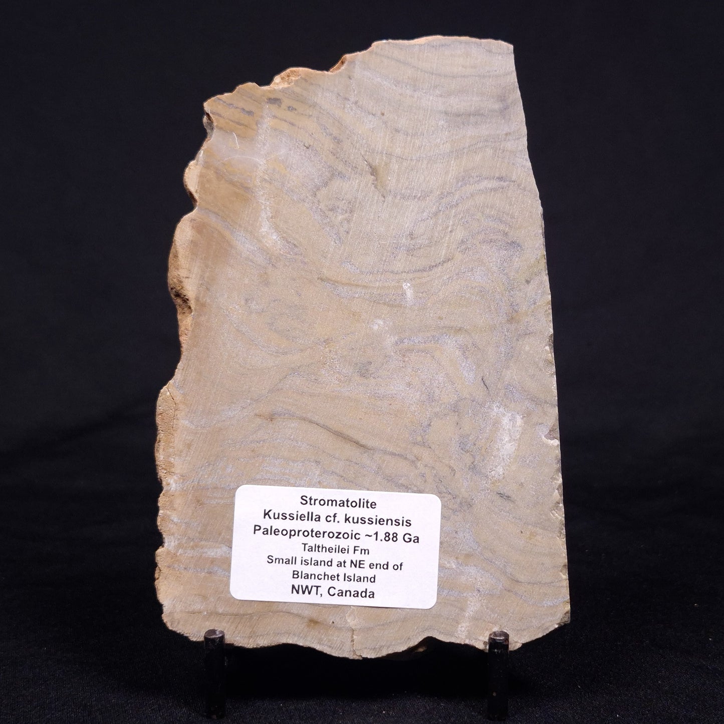 KUSSIELLA CF. KUSSIENSIS, Paleoproterozoic, Canada ZKK024