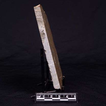 KUSSIELLA CF. KUSSIENSIS, Paleoproterozoic, Canada ZKK024