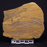 KUSSIELLA CF. KUSSIENSIS, Paleoproterozoic, Canada ZKK025