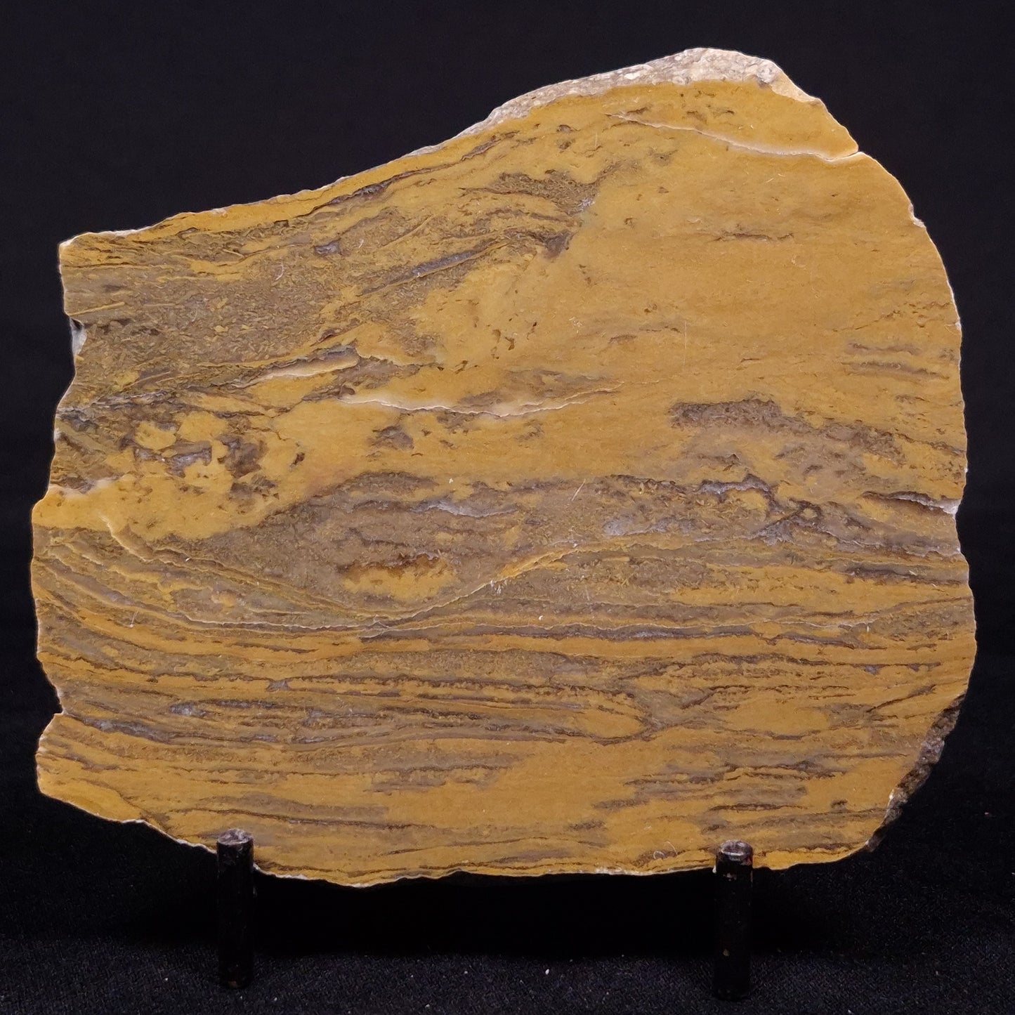 KUSSIELLA CF. KUSSIENSIS, Paleoproterozoic, Canada ZKK025