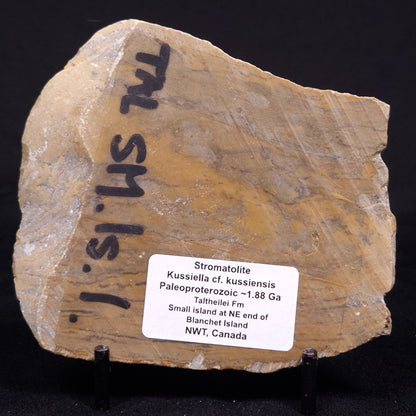 KUSSIELLA CF. KUSSIENSIS, Paleoproterozoic, Canada ZKK025