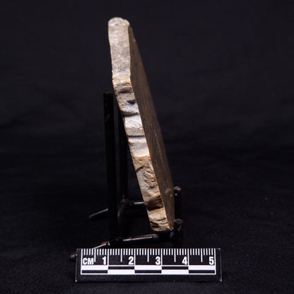 KUSSIELLA CF. KUSSIENSIS, Paleoproterozoic, Canada ZKK025