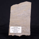 KUSSIELLA CF. KUSSIENSIS, Paleoproterozoic, Canada ZKK026