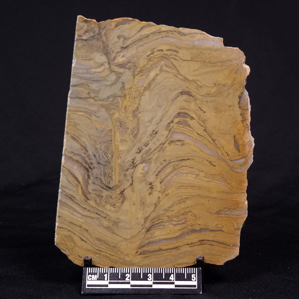 KUSSIELLA CF. KUSSIENSIS, Paleoproterozoic, Canada ZKK028