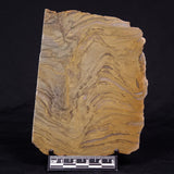 KUSSIELLA CF. KUSSIENSIS, Paleoproterozoic, Canada ZKK028