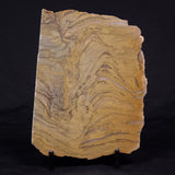 KUSSIELLA CF. KUSSIENSIS, Paleoproterozoic, Canada ZKK028