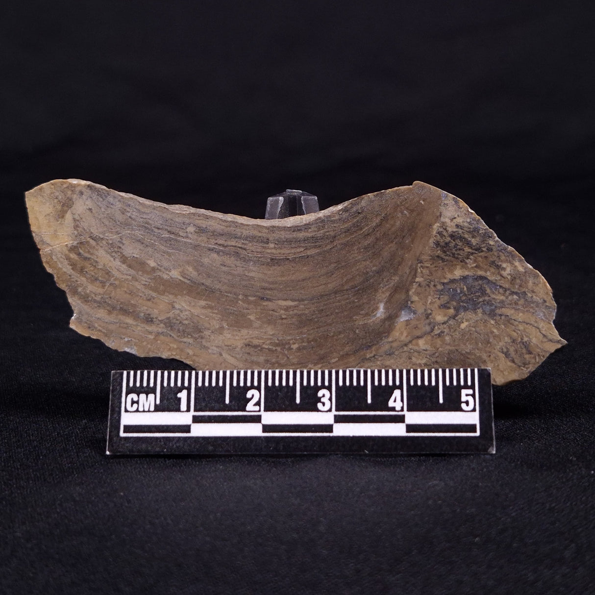 KUSSIELLA CF. KUSSIENSIS, Paleoproterozoic, Canada ZKK029