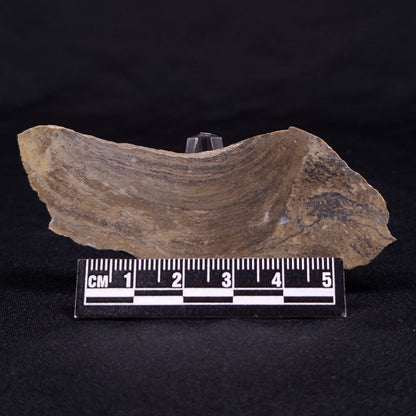KUSSIELLA CF. KUSSIENSIS, Paleoproterozoic, Canada ZKK029