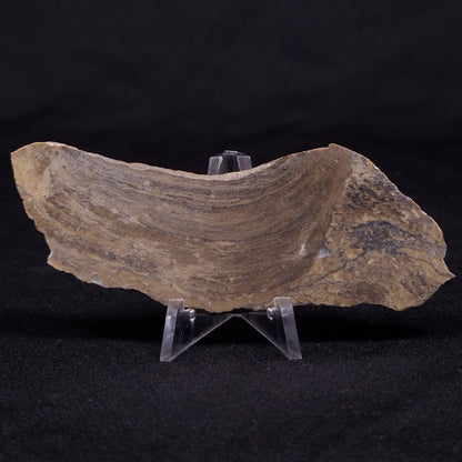 KUSSIELLA CF. KUSSIENSIS, Paleoproterozoic, Canada ZKK029
