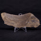 KUSSIELLA CF. KUSSIENSIS, Paleoproterozoic, Canada ZKK029