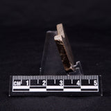 KUSSIELLA CF. KUSSIENSIS, Paleoproterozoic, Canada ZKK029