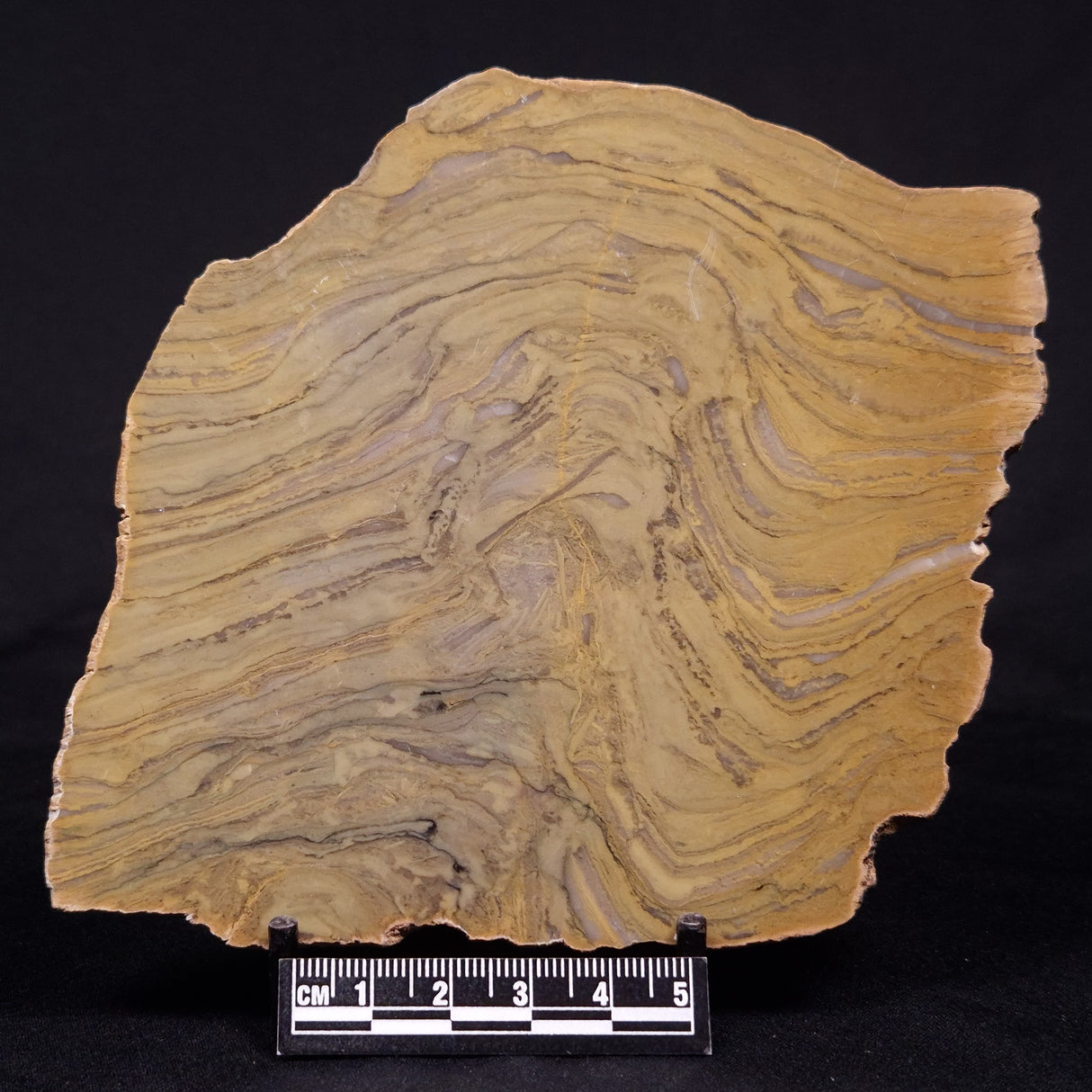 KUSSIELLA CF. KUSSIENSIS, Paleoproterozoic, Canada ZKK030