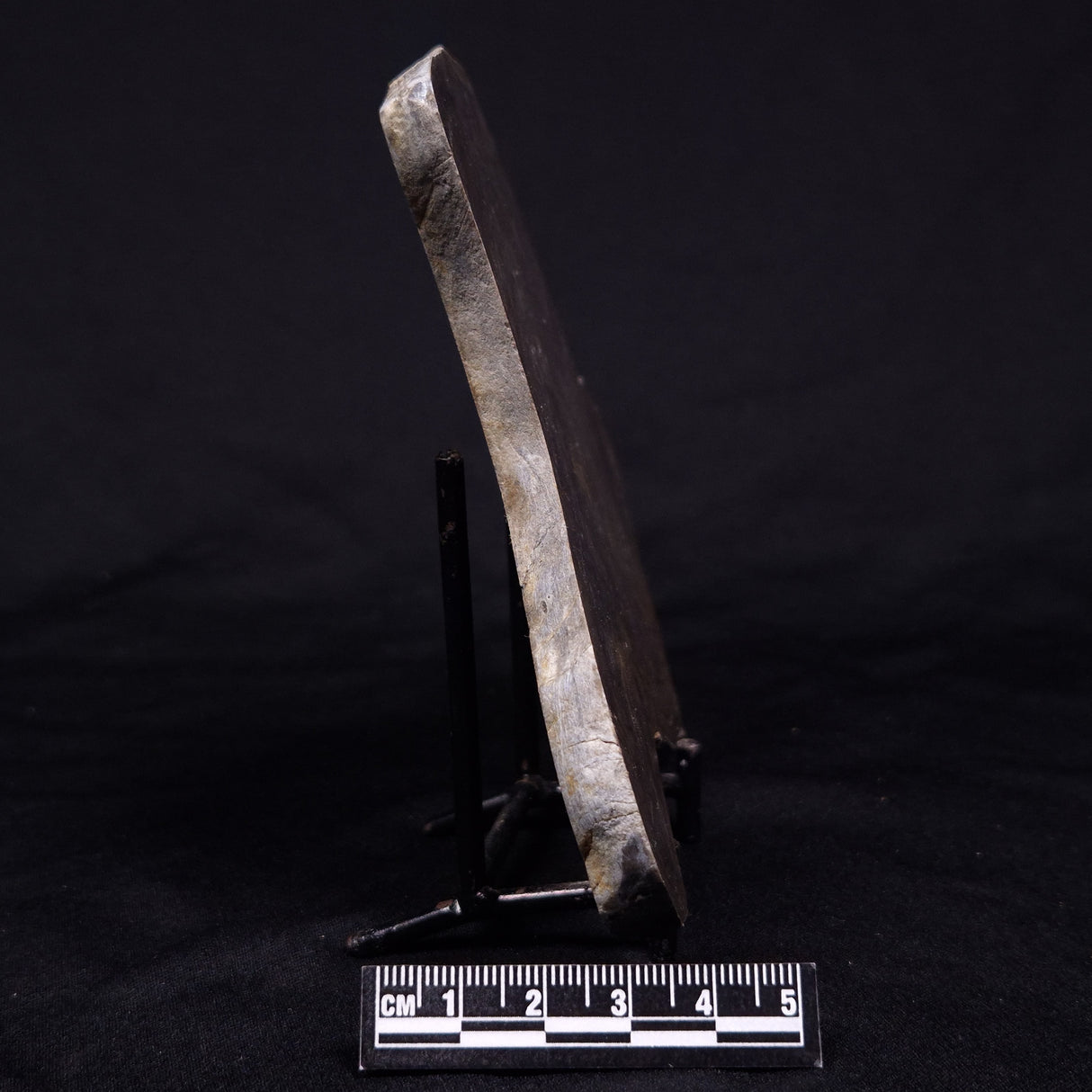 KUSSIELLA CF. KUSSIENSIS, Paleoproterozoic, Canada ZKK031