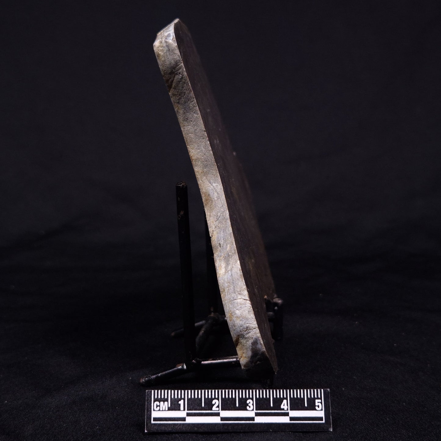 KUSSIELLA CF. KUSSIENSIS, Paleoproterozoic, Canada ZKK031