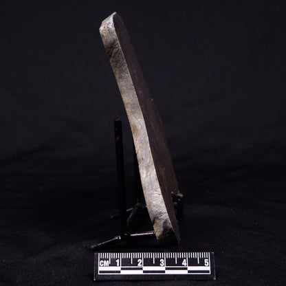 KUSSIELLA CF. KUSSIENSIS, Paleoproterozoic, Canada ZKK031