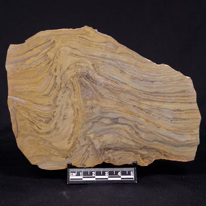 KUSSIELLA CF. KUSSIENSIS, Paleoproterozoic, Canada ZKK032