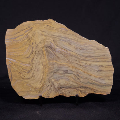 KUSSIELLA CF. KUSSIENSIS, Paleoproterozoic, Canada ZKK032