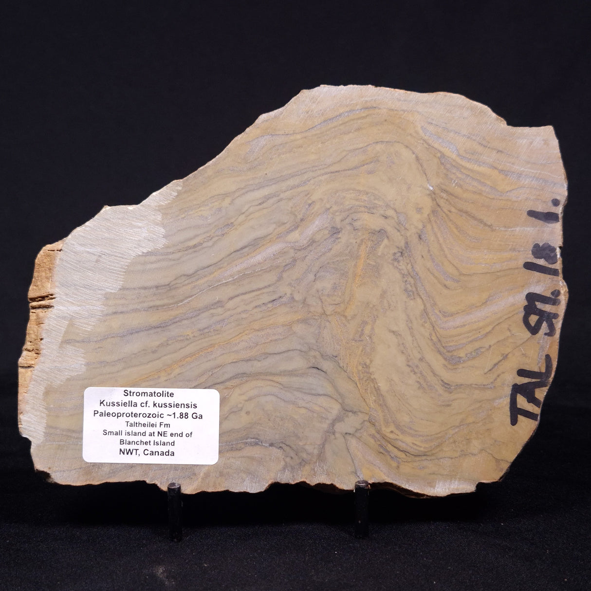 KUSSIELLA CF. KUSSIENSIS, Paleoproterozoic, Canada ZKK032