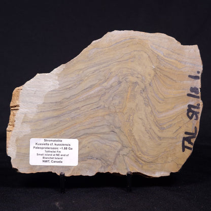 KUSSIELLA CF. KUSSIENSIS, Paleoproterozoic, Canada ZKK032